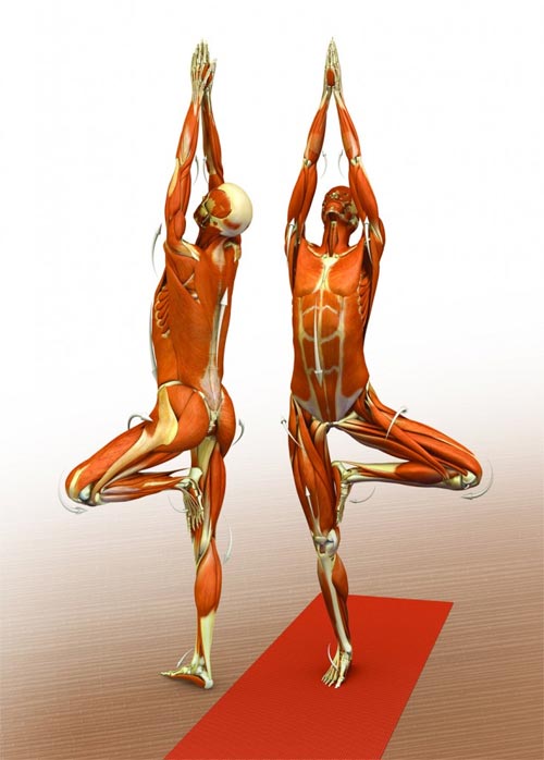 Height Increasing Exercises